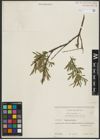 Foto von Salix purpurea L.